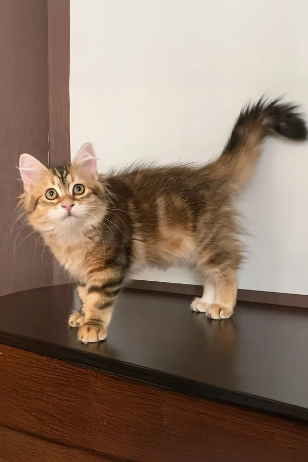 Quince | siberian kitten