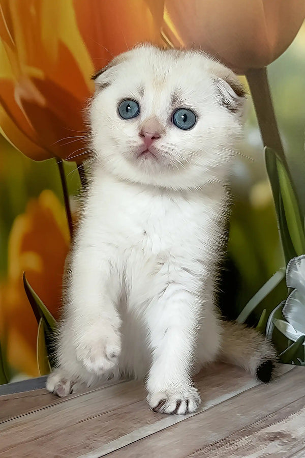 Quinton | scottish fold kitten