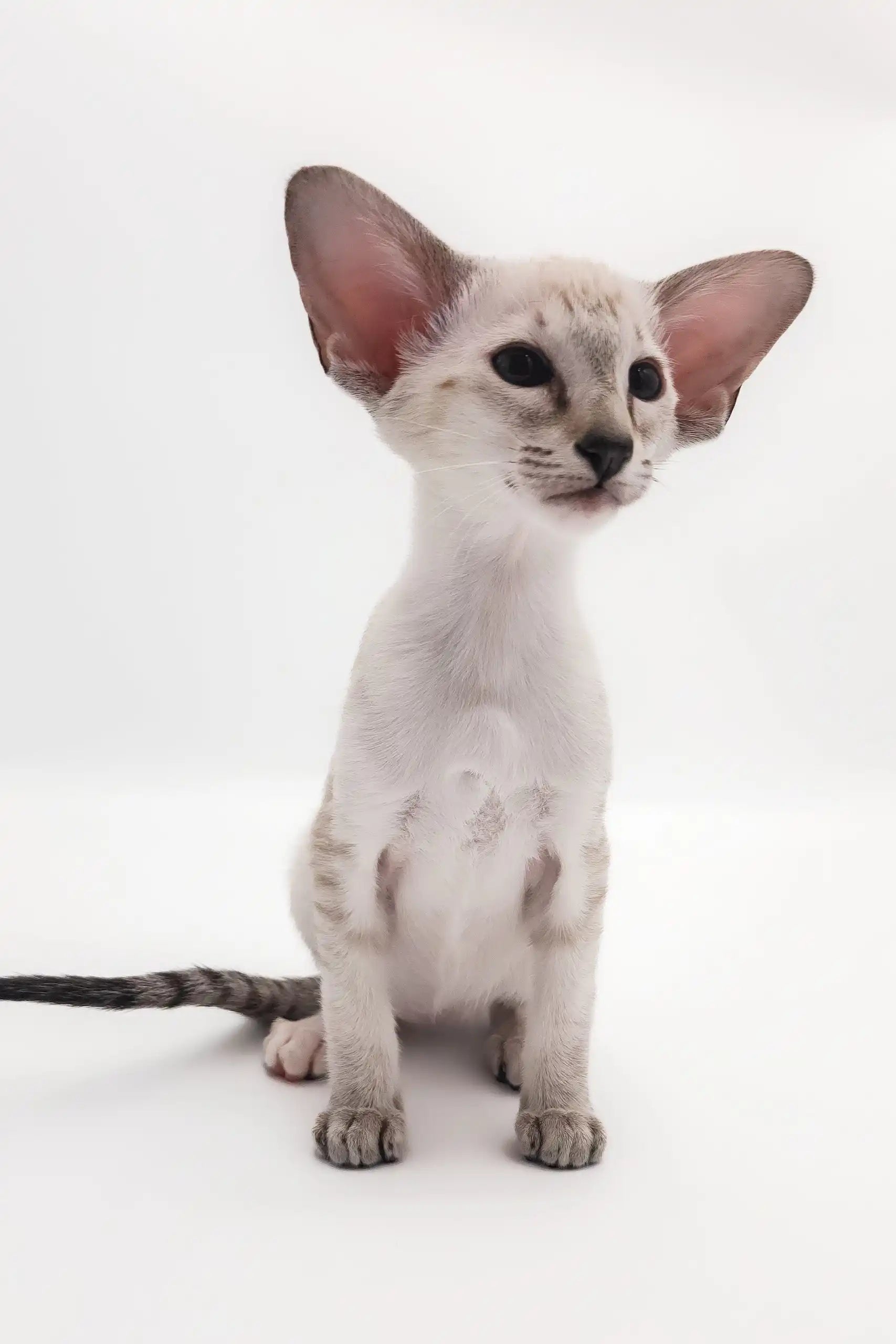 Rachel Oriental Shorthair Kitten with Blue Eyes