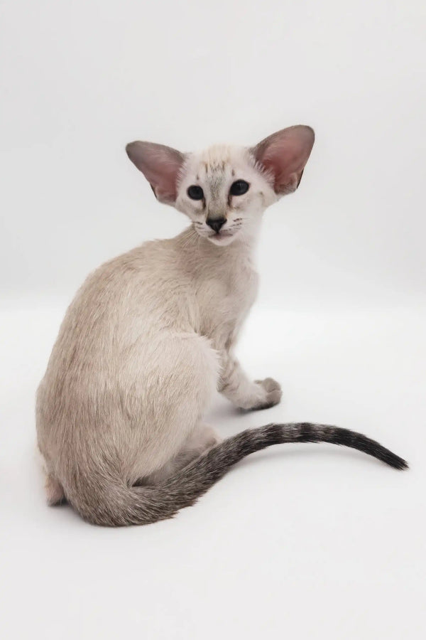 Lilac Oriental Shorthair kitten named Rachel lounging cutely in a cozy spot