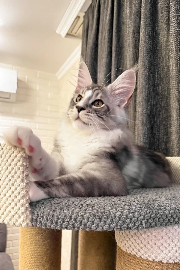 Rael | maine coon kitten