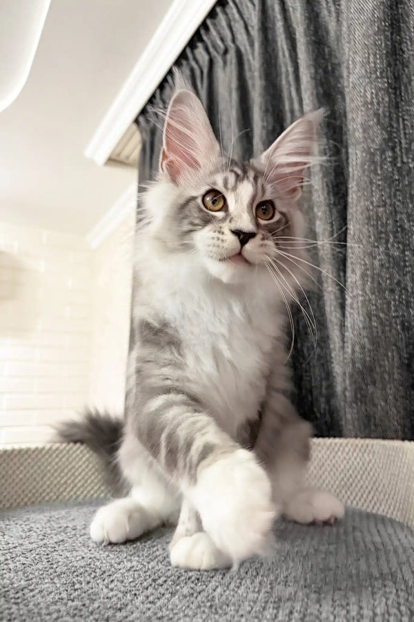 Rael | maine coon kitten