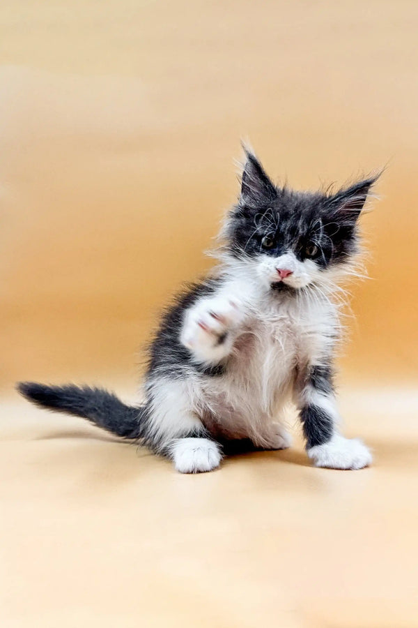 Fluffy black and white Maine Coon kitten Rafael with one paw raised adorably