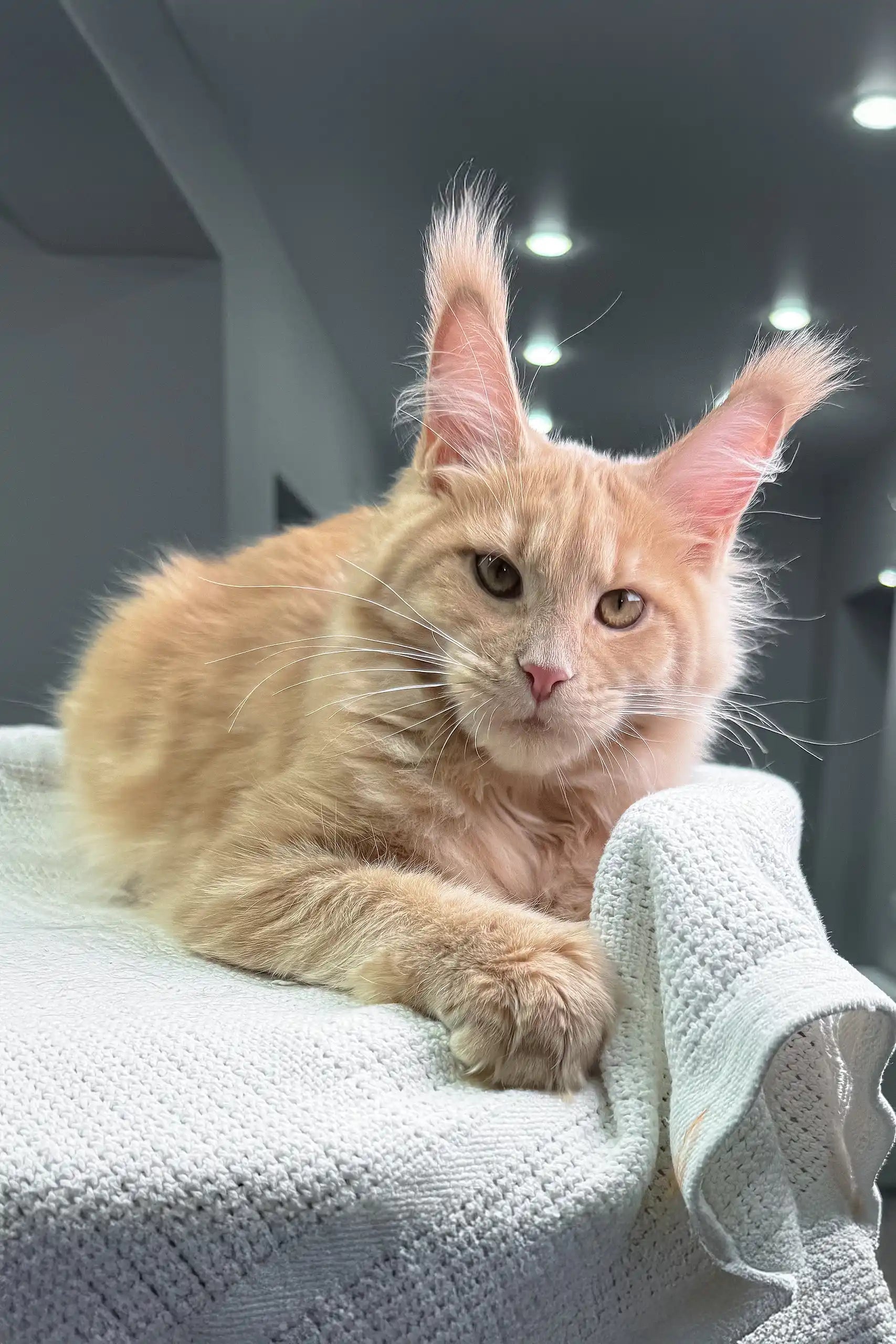 Ragnara the Cream Maine Coon Kitten with Big Ears