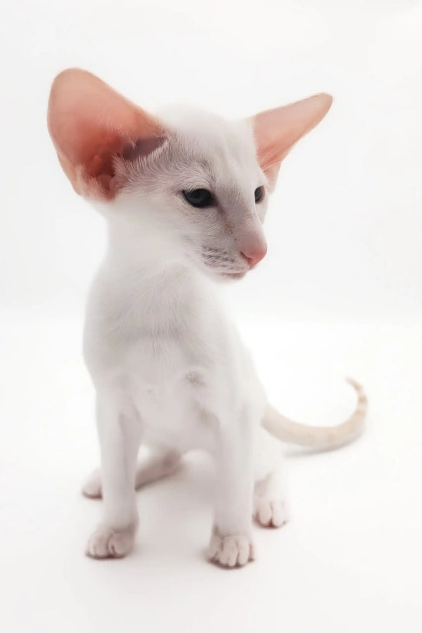 Cute White Oriental Shorthair Kitten named Raphael from our kitten collection