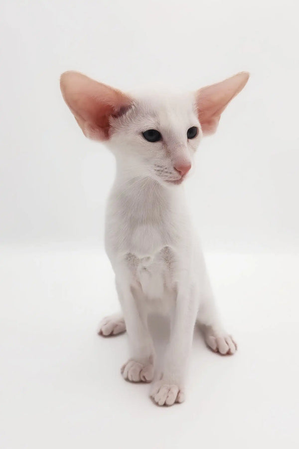 Cute White Oriental Shorthair Kitten named Raphael, perfect for any cat lover
