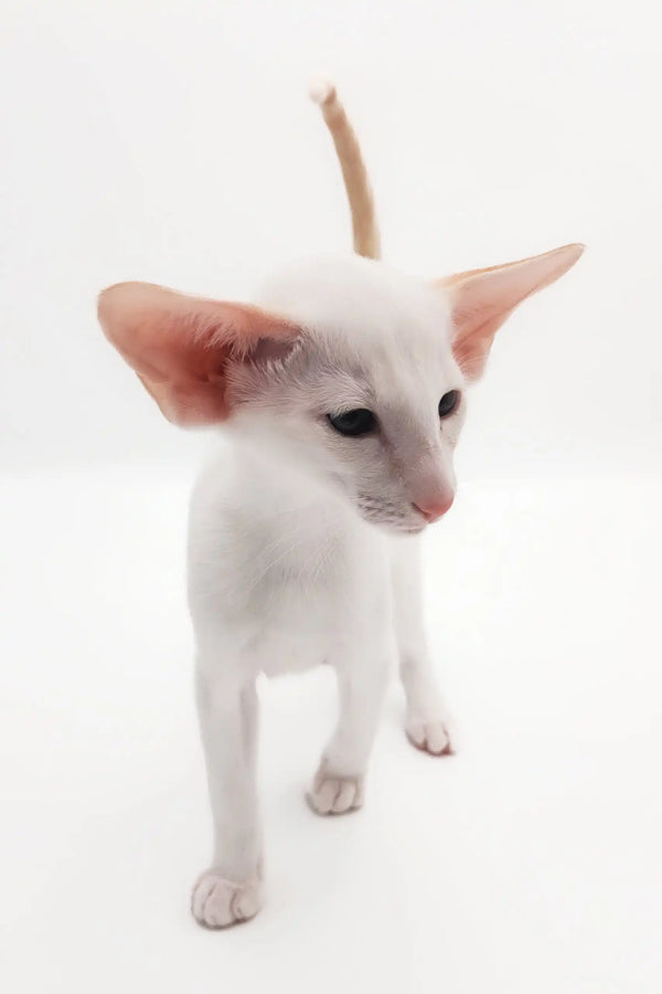 White Oriental Shorthair kitten named Raphael, playful and adorable