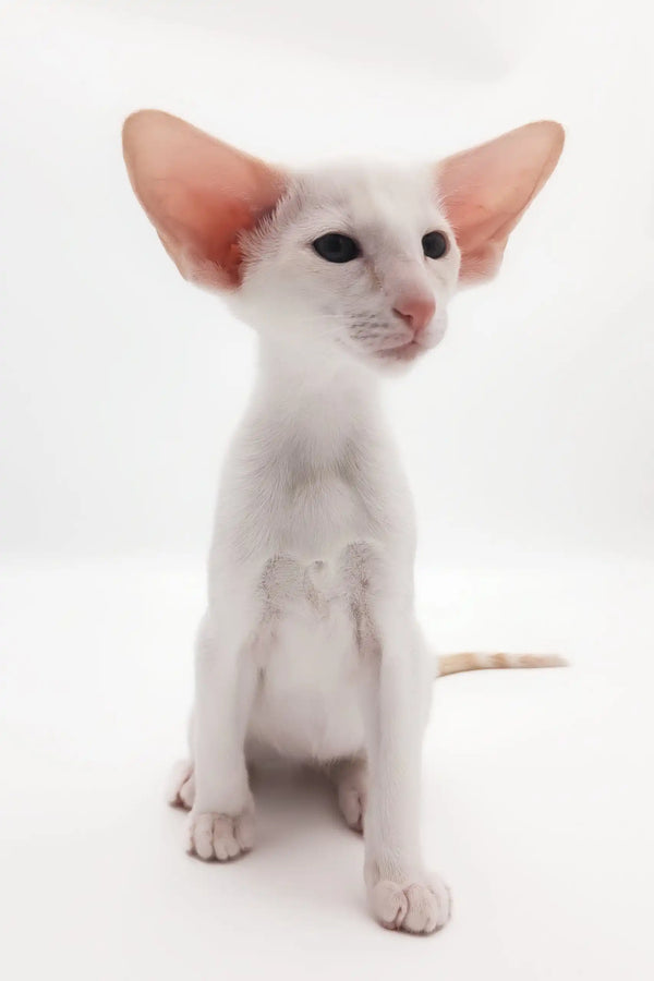 White Oriental Shorthair cat named Raphael in a playful pose as an adorable kitten