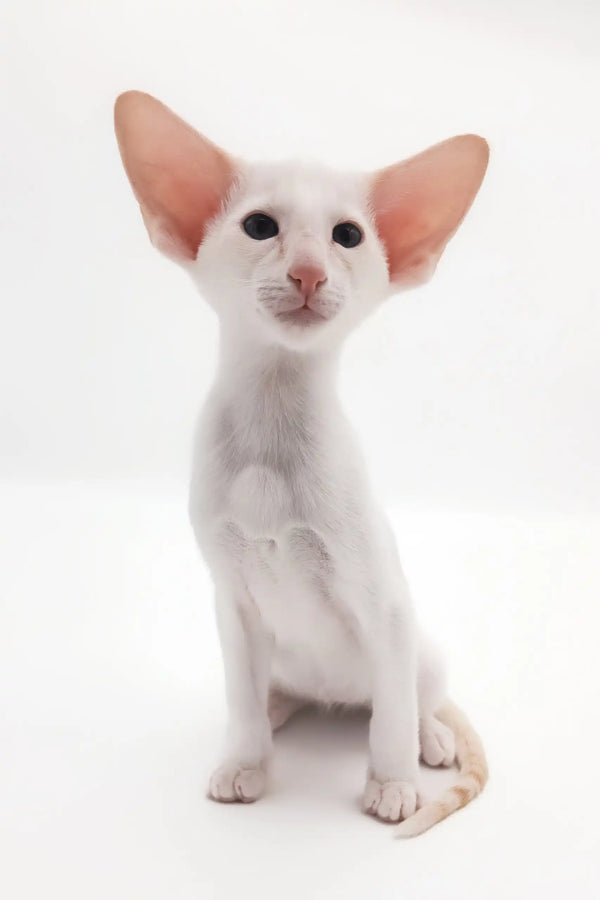 Adorable White Oriental Shorthair Kitten named Raphael ready for cuddles