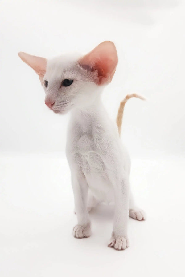 Adorable White Oriental Shorthair kitten named Raphael ready for a loving home