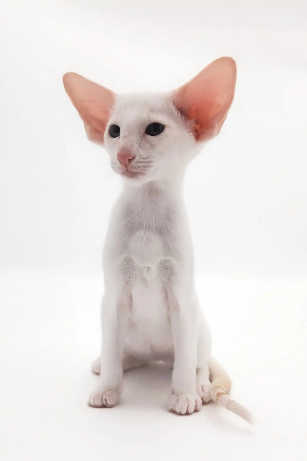 Cute White Oriental Shorthair Cat named Raphael in a playful pose