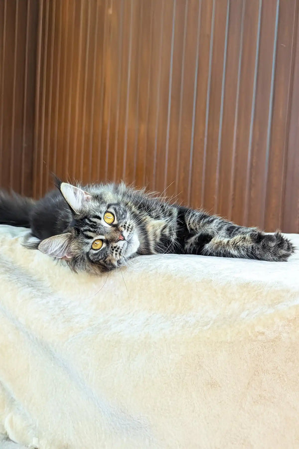 Rapunzel | maine coon kitten