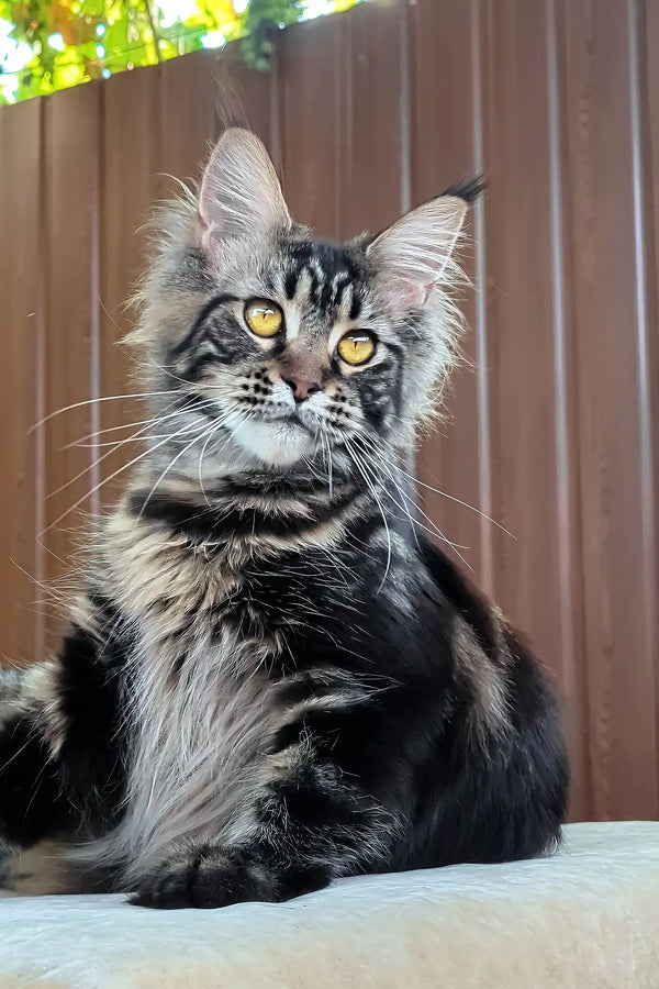 Rapunzel | maine coon kitten