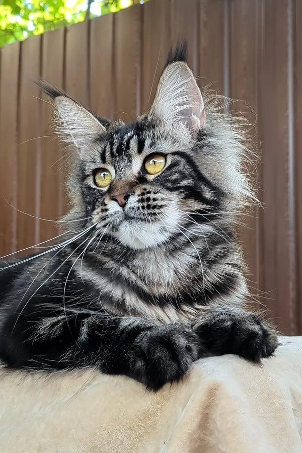 Rapunzel | maine coon kitten