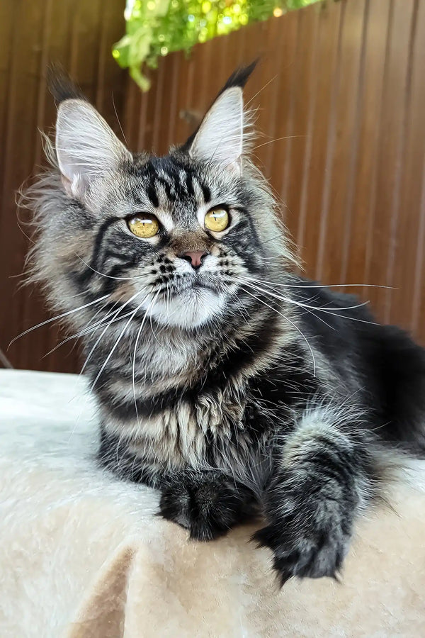 Rapunzel | maine coon kitten