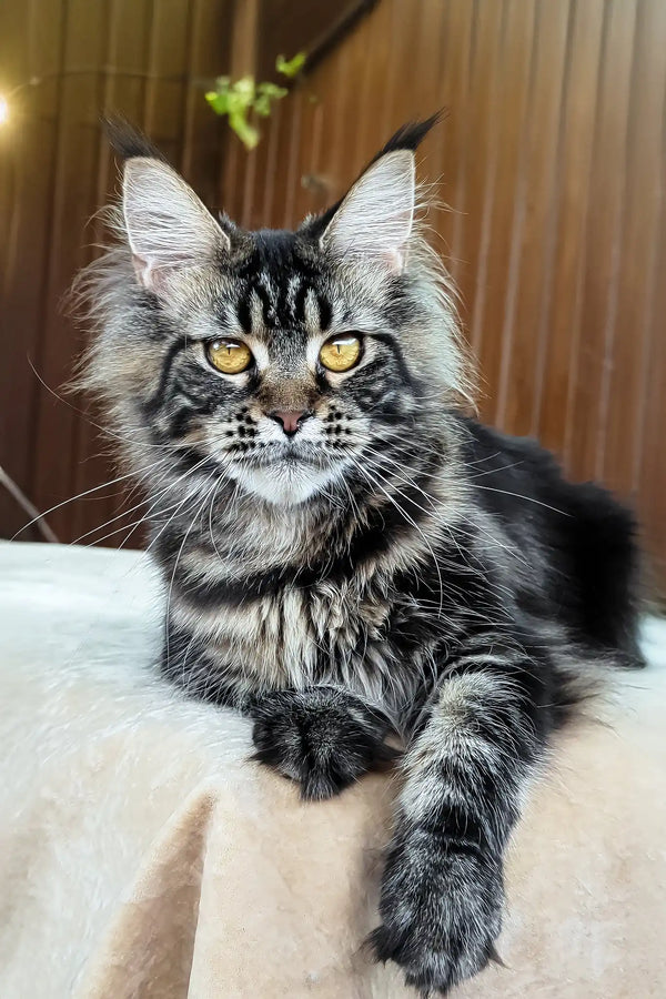 Rapunzel | maine coon kitten
