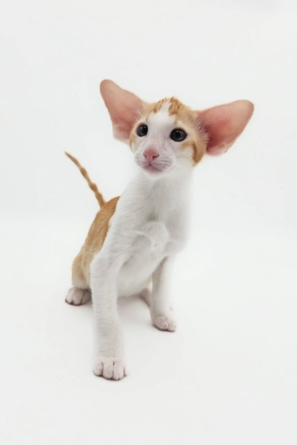 Cute Oriental Shorthair kitten from Rasseell looking playful and ready for fun