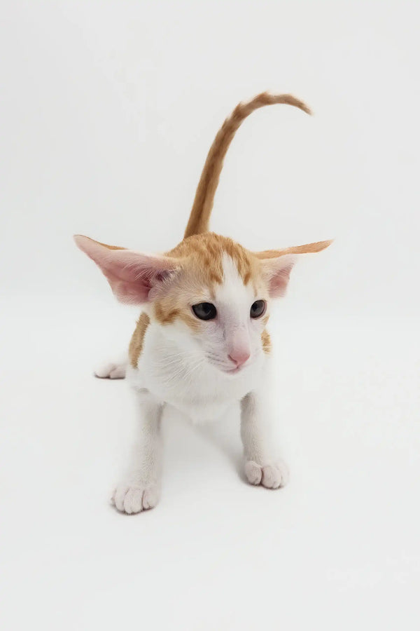 Adorable Orange and White Oriental Shorthair Kitten with big ears, perfect for cat lovers