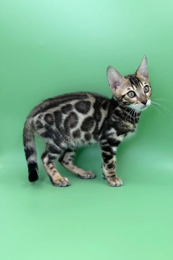 Rasul | bengal kitten