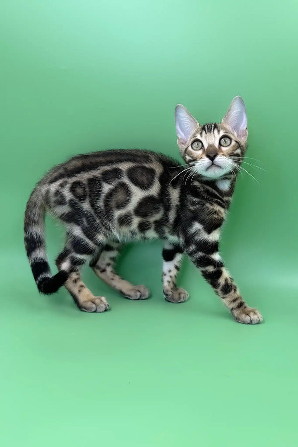 Rasul | bengal kitten