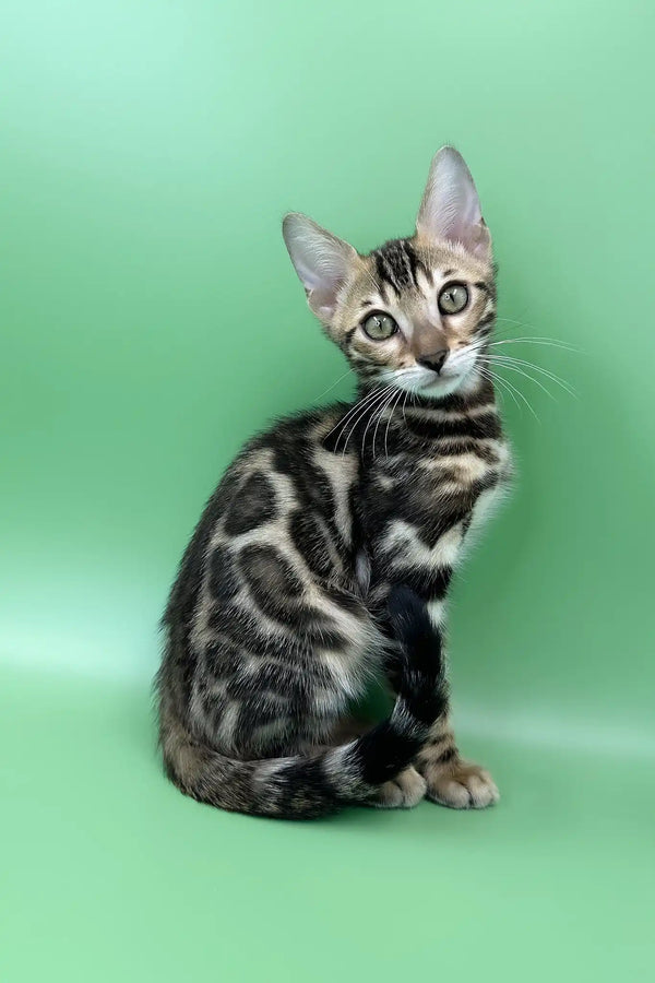 Rasul | bengal kitten