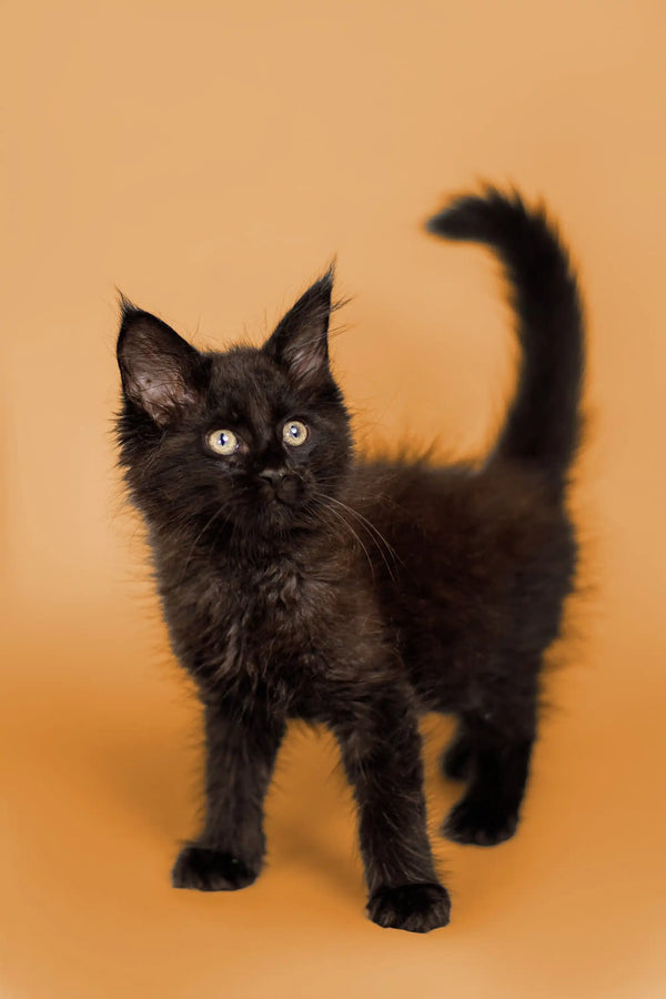 Fluffy black Maine Coon kitten with alert expression, perfect for pet lovers