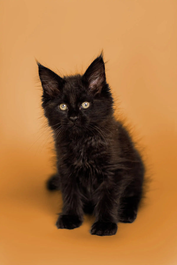 Adorable black Maine Coon kitten with fluffy fur and bright eyes for sale