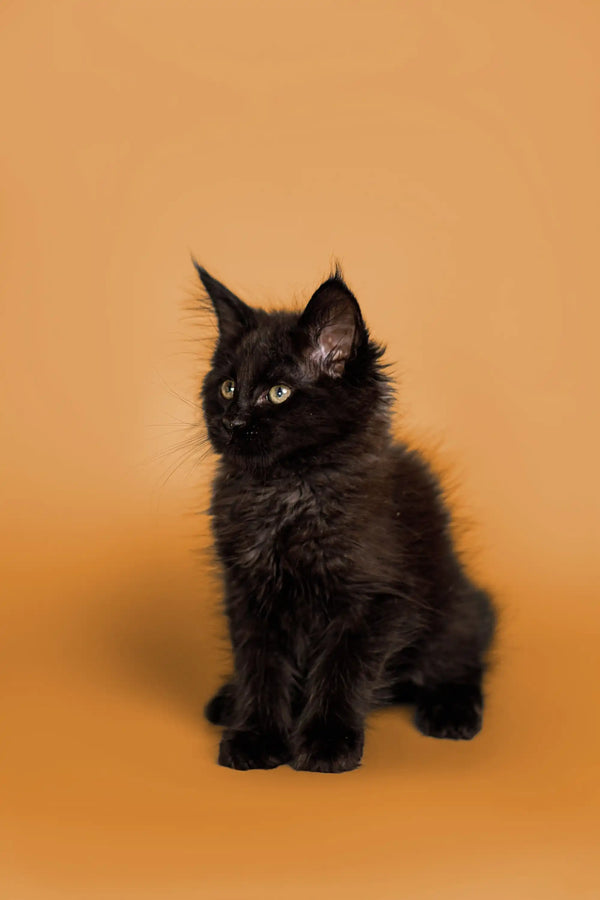 Black fluffy Maine Coon kitten with bright eyes, perfect for cuddles and playtime