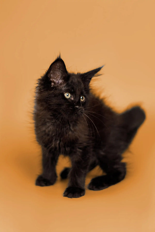 Fluffy black Maine Coon kitten with bright eyes and pointed ears, perfect as a pet