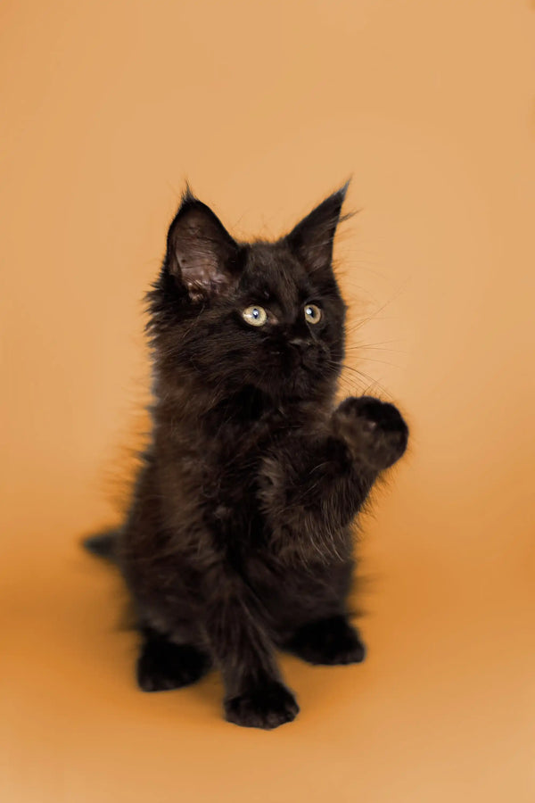 Adorable Black Maine Coon Kitten with fluffy fur and cute pointed ears