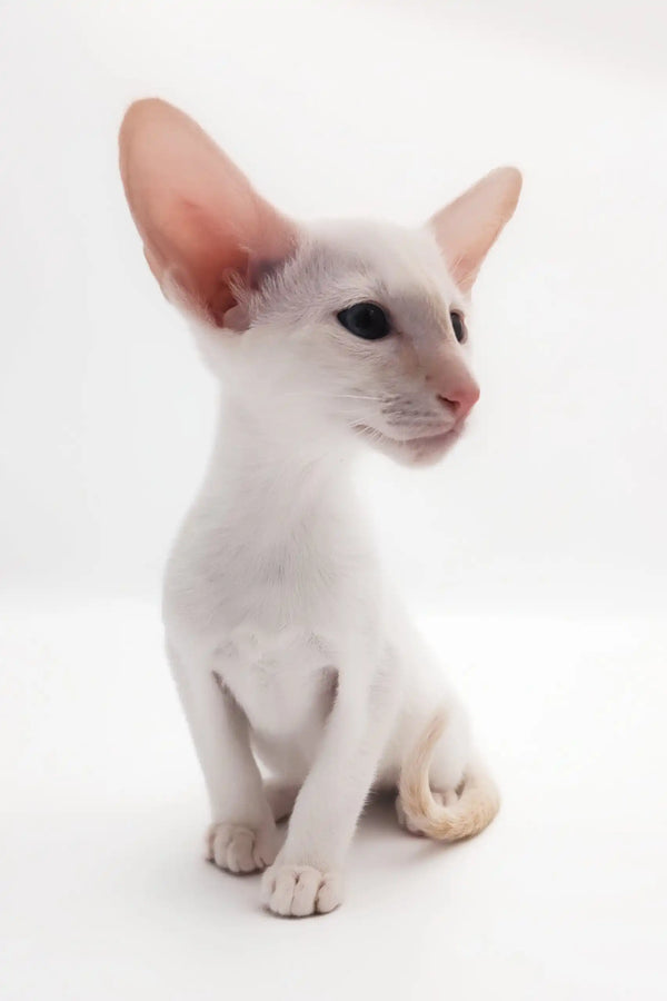 Elegant white Oriental Shorthair cat from the Raymond Oriental Shorthair Kitten product
