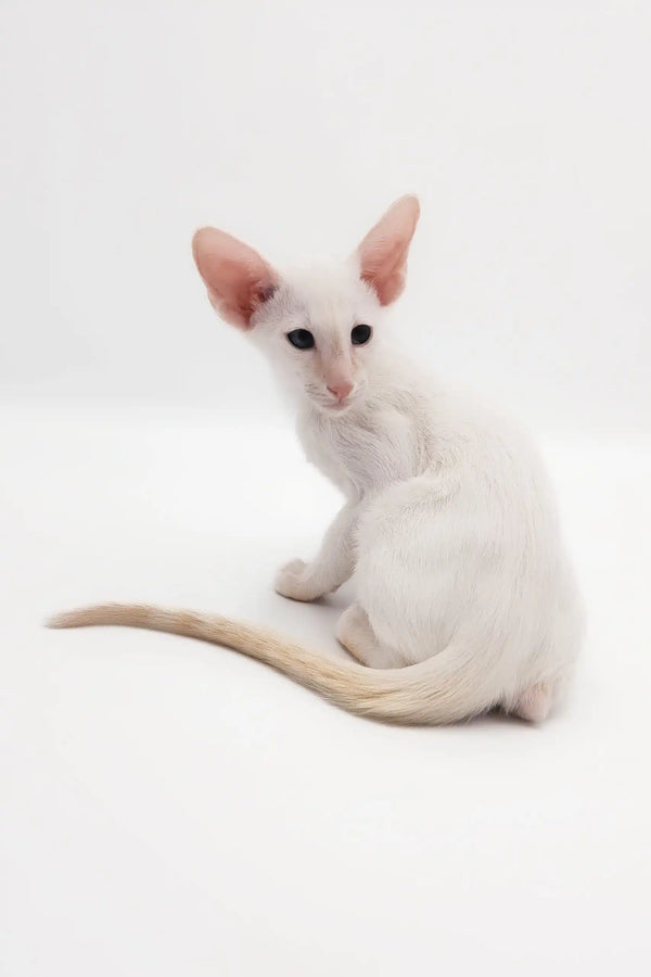 Cute White Oriental Shorthair Cat named Raymond in a stylish kitten product display