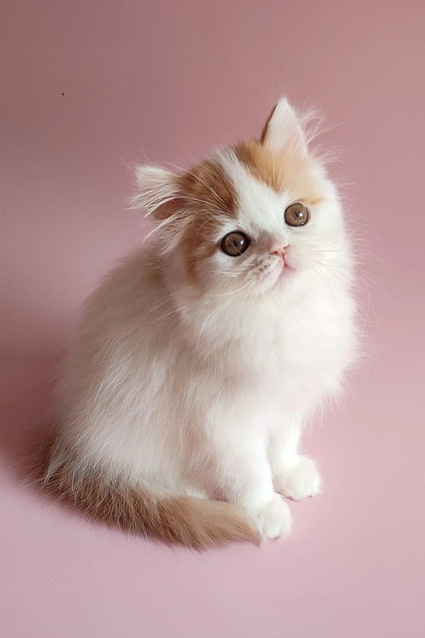 Fluffy Scottish Straight Kitten named Raymond with big eyes sitting upright