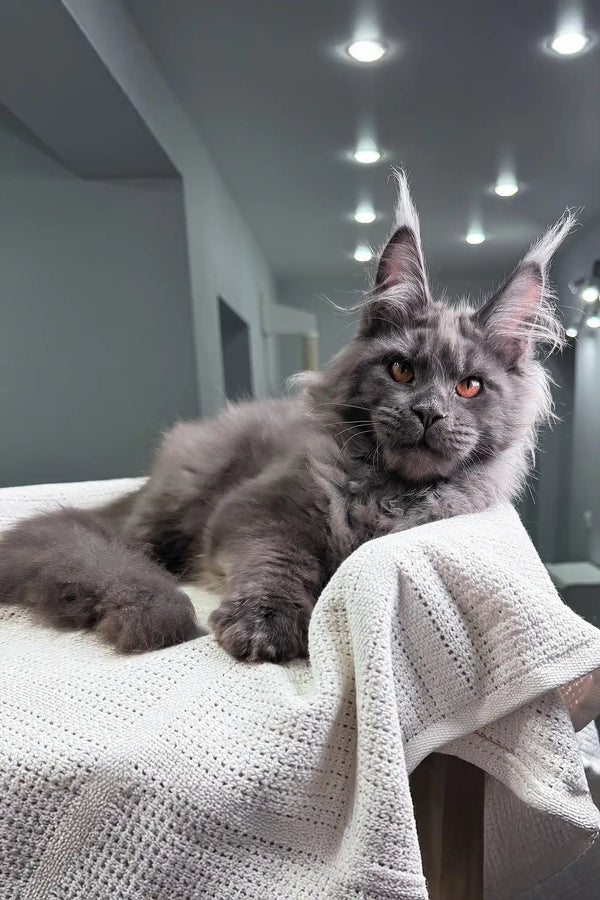 Redford | maine coon kitten