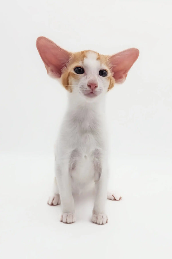 Oriental Shorthair kitten with big ears, the adorable Redley product