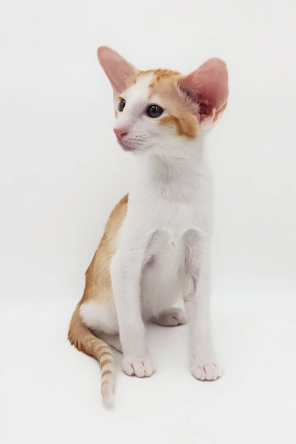 Orange and white Oriental Shorthair kitten featured in Redley product line