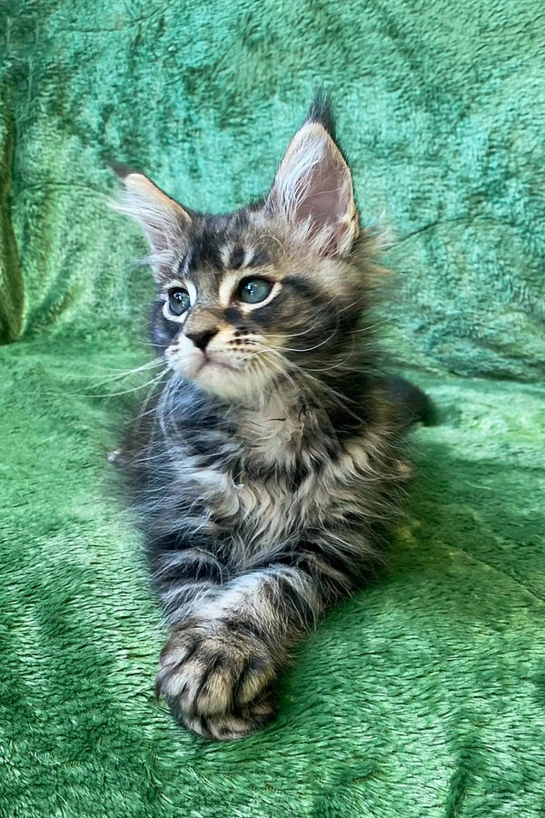 Adorable Maine Coon kitten with fluffy fur and bright blue eyes, perfect companion