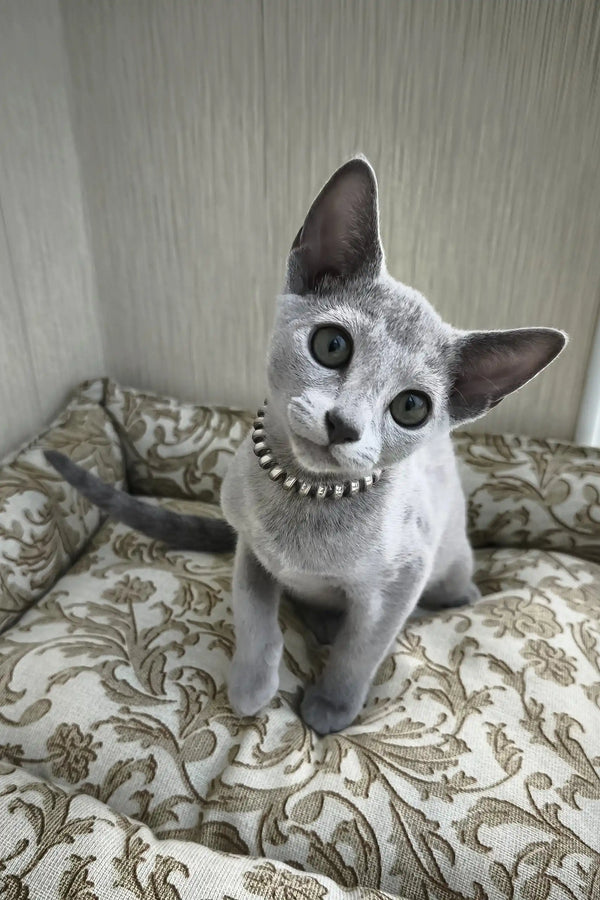 Ricci | russian blue kitten