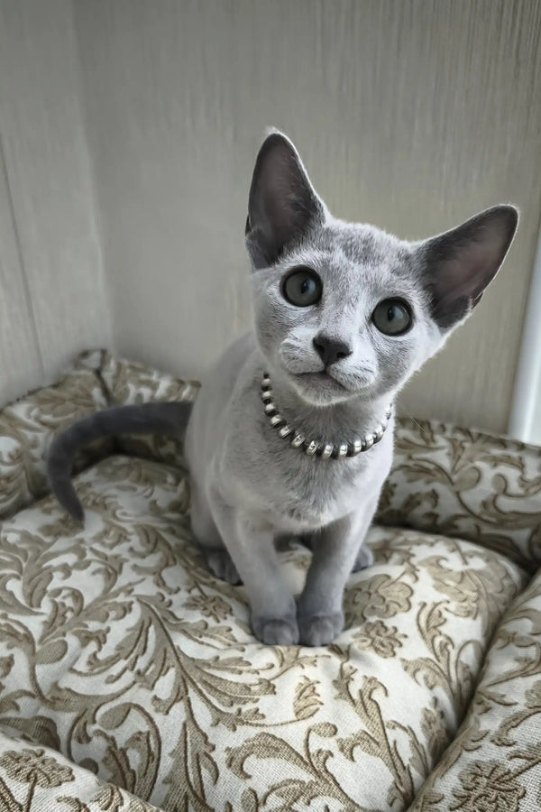 Ricci | russian blue kitten