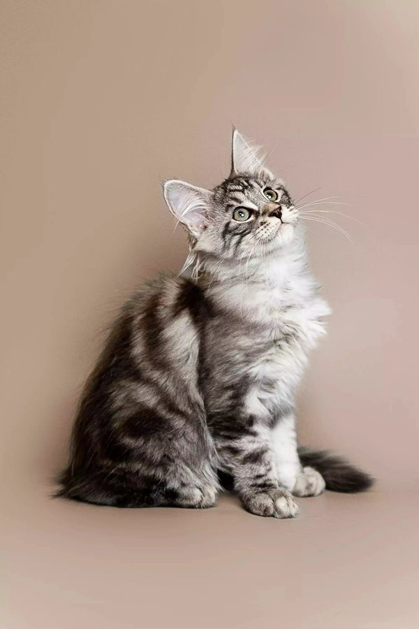 Gray and white tabby Maine Coon kitten sitting upright and looking upward attentively