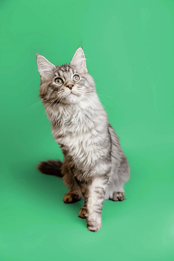 Gray and white Maine Coon kitten sitting alert, showcasing its adorable long fur