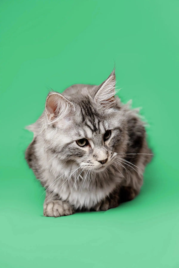 Long-haired gray tabby Maine Coon kitten with alert eyes looking curiously