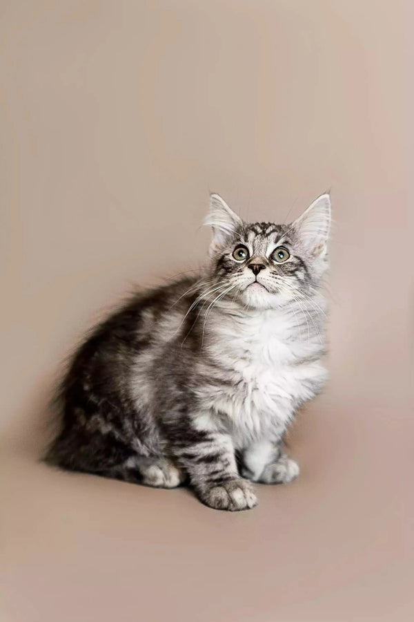 Fluffy silver tabby Maine Coon kitten sitting upright with an alert expression