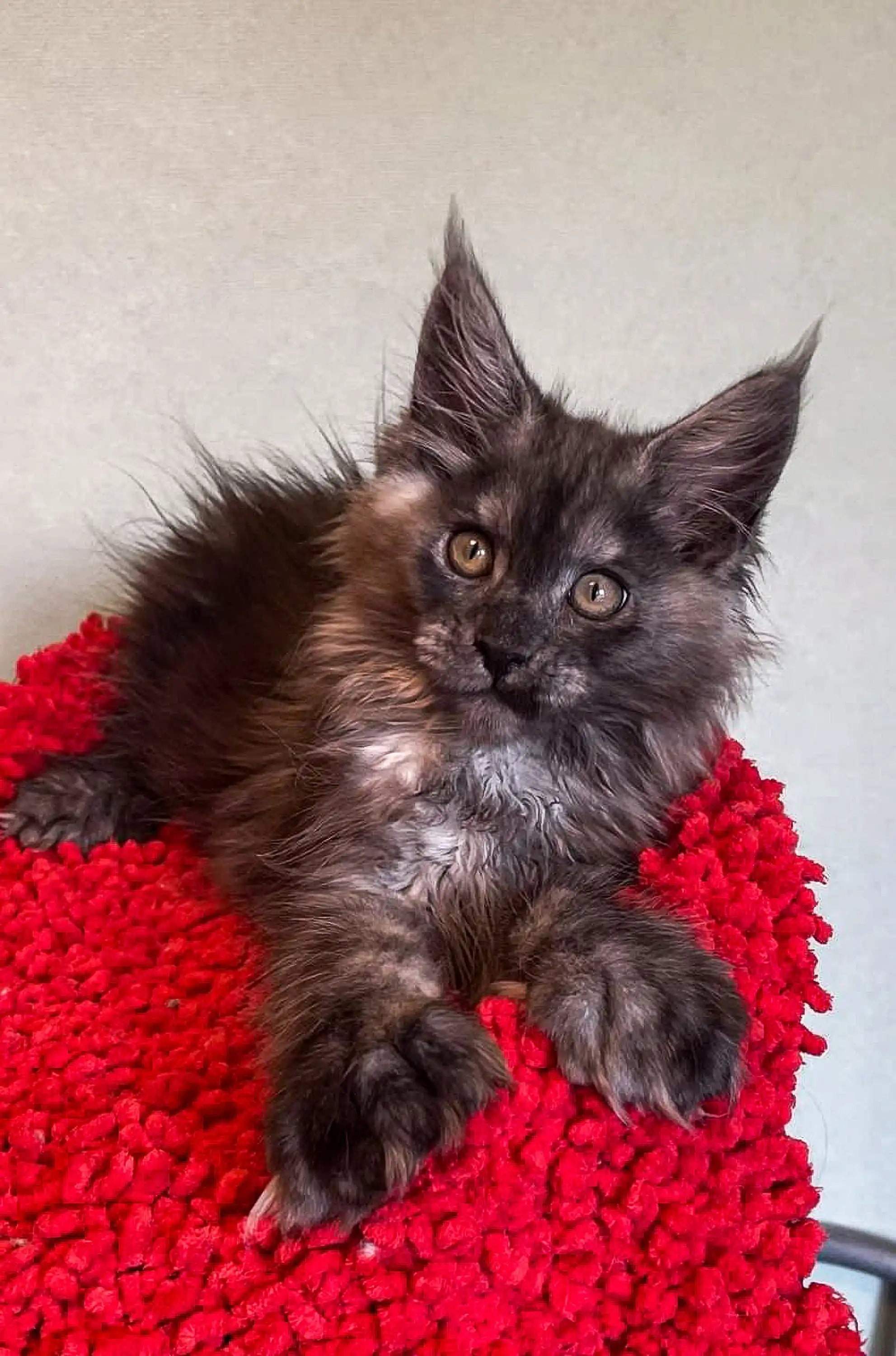 その他 Psychedelic Maine Coon Cat DAC Psychedelic Maine Coon Cat – Diamond Art Club