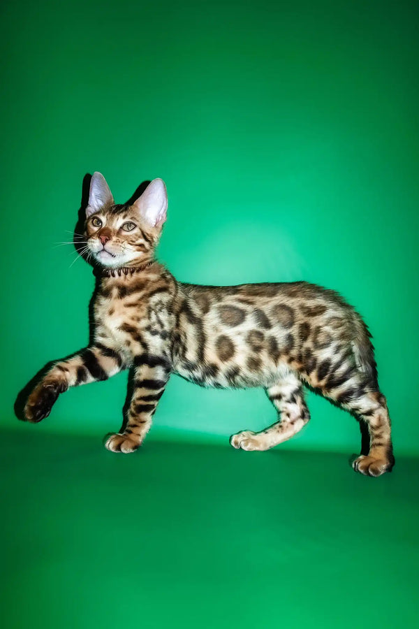 Richii | bengal kitten