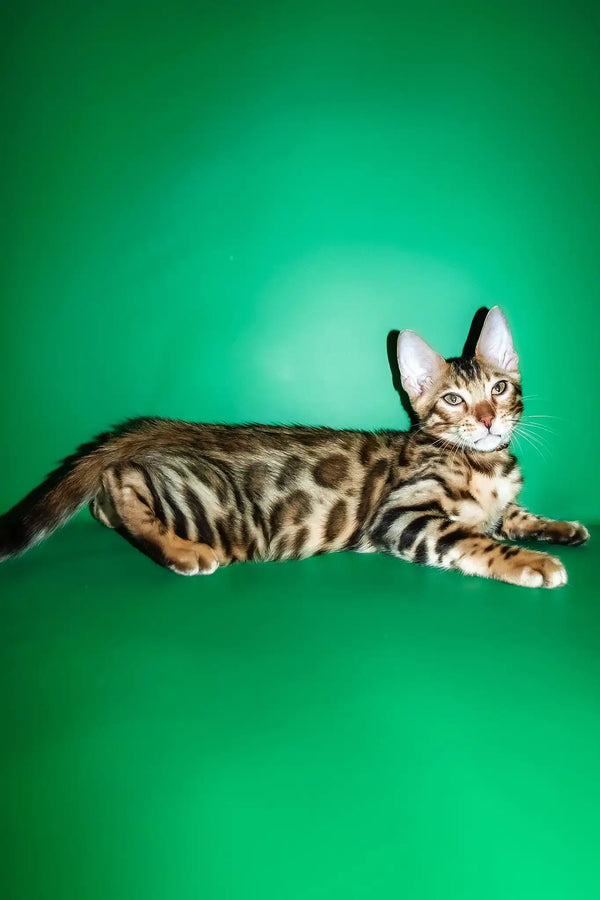 Richii | bengal kitten