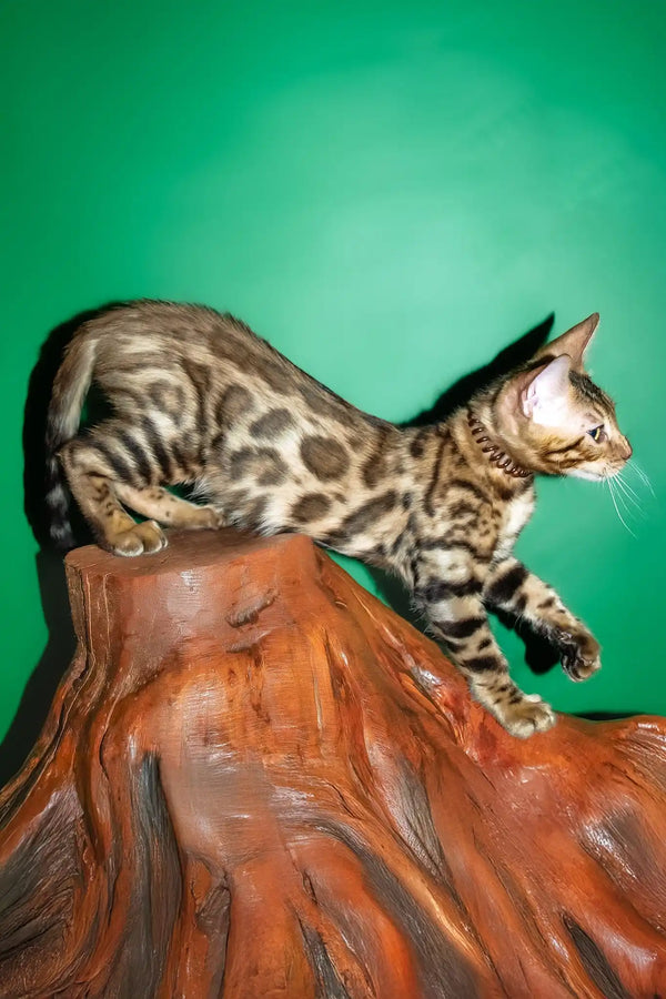 Richii | bengal kitten