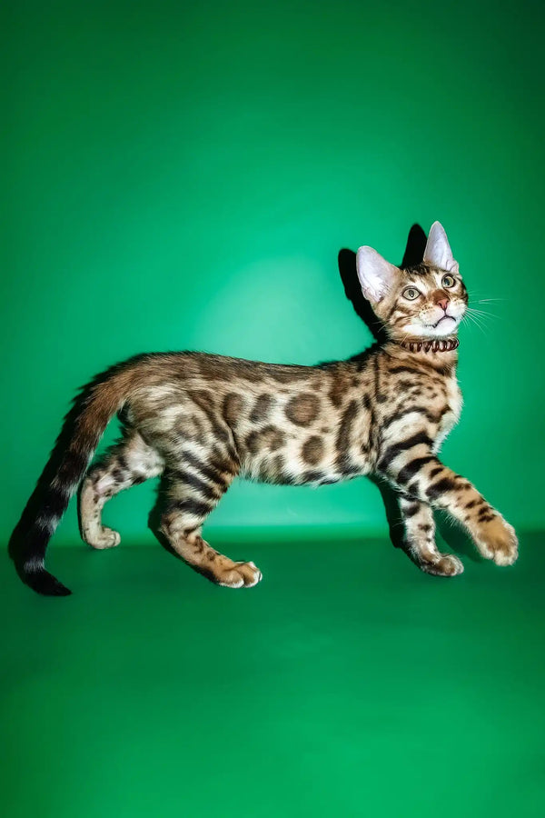 Richii | bengal kitten