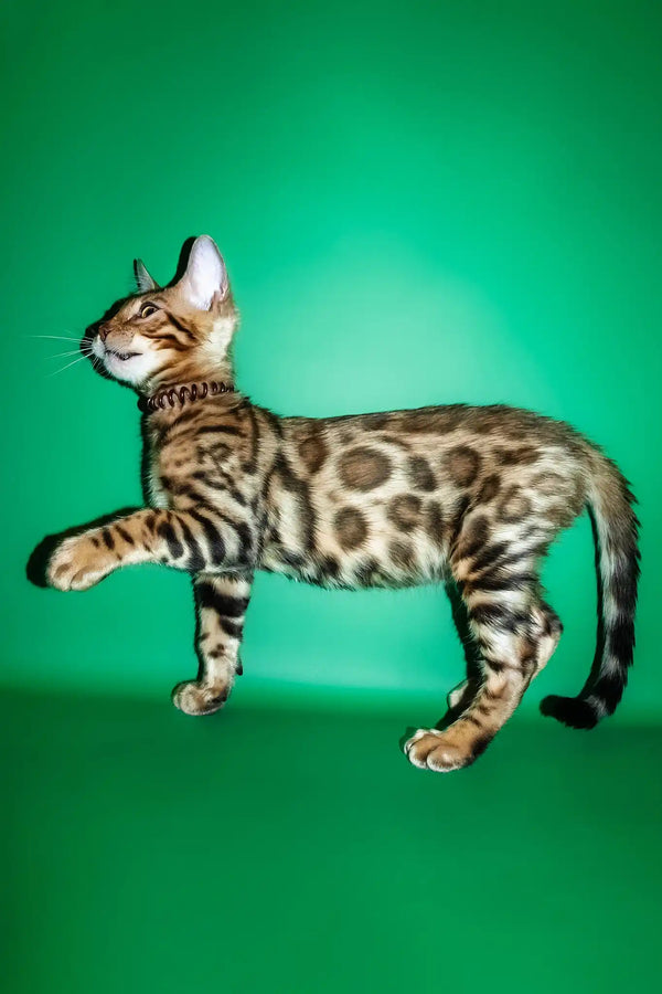 Richii | bengal kitten