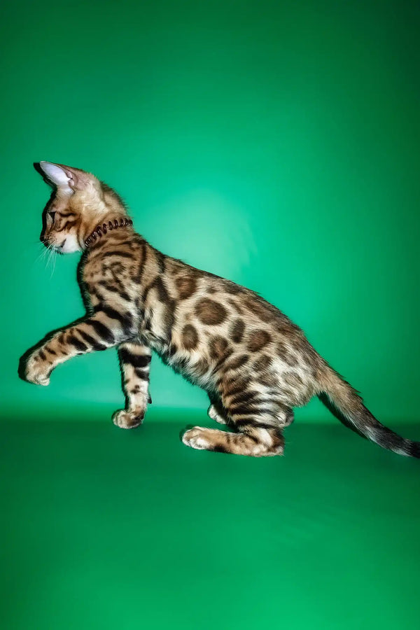 Richii | bengal kitten